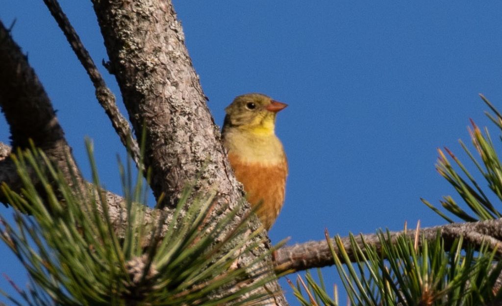 Ortolani